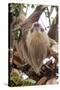 Hoffmann's two-toed sloth in tree branch, Panama-Paul Williams-Stretched Canvas