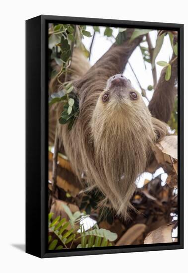 Hoffmann's two-toed sloth in tree branch, Panama-Paul Williams-Framed Stretched Canvas