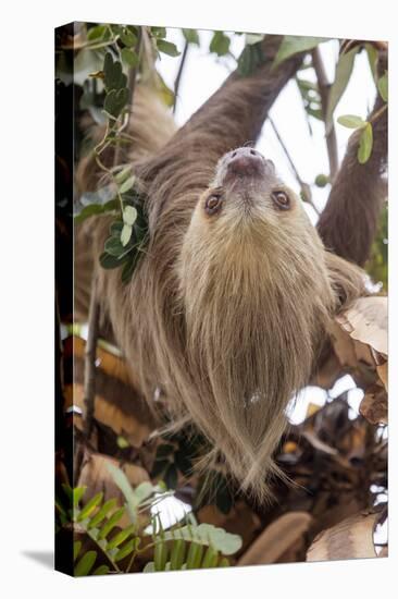 Hoffmann's two-toed sloth in tree branch, Panama-Paul Williams-Stretched Canvas