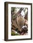 Hoffmann's two-toed sloth in tree branch, Panama-Paul Williams-Framed Photographic Print