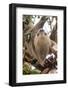 Hoffmann's two-toed sloth in tree branch, Panama-Paul Williams-Framed Photographic Print