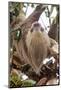 Hoffmann's two-toed sloth in tree branch, Panama-Paul Williams-Mounted Photographic Print