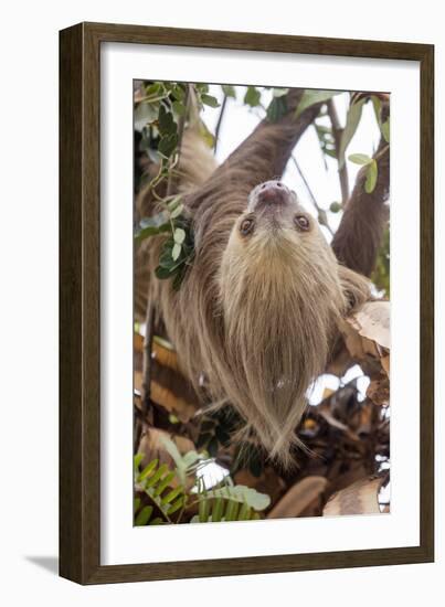 Hoffmann's two-toed sloth in tree branch, Panama-Paul Williams-Framed Photographic Print