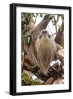 Hoffmann's two-toed sloth in tree branch, Panama-Paul Williams-Framed Photographic Print