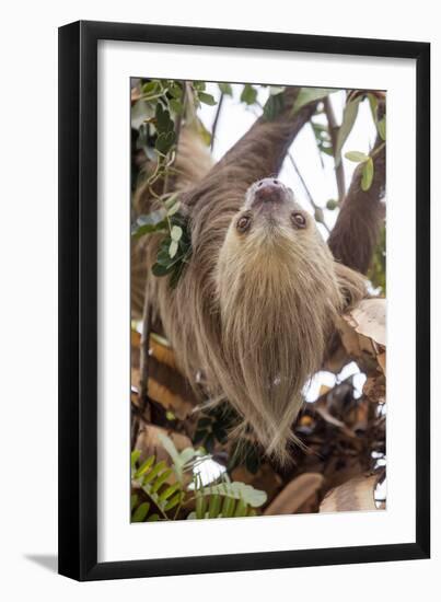 Hoffmann's two-toed sloth in tree branch, Panama-Paul Williams-Framed Photographic Print