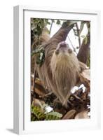 Hoffmann's two-toed sloth in tree branch, Panama-Paul Williams-Framed Photographic Print