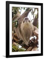 Hoffmann's two-toed sloth in tree branch, Panama-Paul Williams-Framed Photographic Print