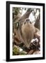 Hoffmann's two-toed sloth in tree branch, Panama-Paul Williams-Framed Photographic Print