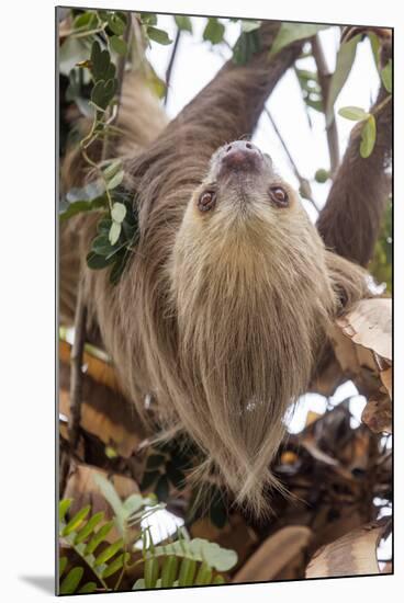 Hoffmann's two-toed sloth in tree branch, Panama-Paul Williams-Mounted Photographic Print