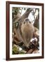 Hoffmann's two-toed sloth in tree branch, Panama-Paul Williams-Framed Photographic Print