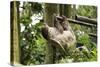 Hoffmann's Two-Toed Sloth-kungverylucky-Stretched Canvas