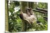 Hoffmann's Two-Toed Sloth-kungverylucky-Mounted Photographic Print