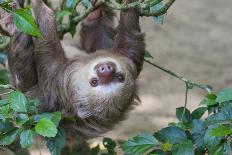 Two Toed Sloth Hanging in Tree-Hofmeester-Photographic Print