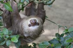 Two Toed Sloth Hanging in Tree-Hofmeester-Photographic Print