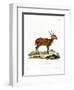 Hog Deer-null-Framed Premium Giclee Print