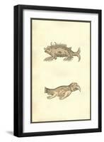 Hog & Elephant Sea Monsters-Ulisse Aldrovandi-Framed Art Print