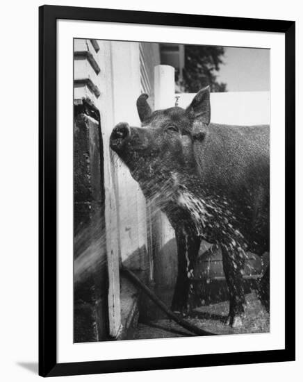 Hog Farm with Small White Pig House in Each for Sow and Litter after Farrowing, at Twin Hills Farm-John Dominis-Framed Photographic Print