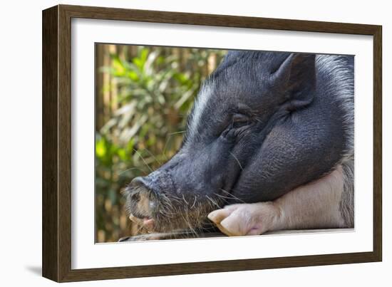 Hog in the Philippines-Keren Su-Framed Photographic Print