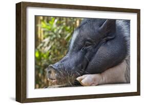 Hog in the Philippines-Keren Su-Framed Photographic Print