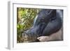 Hog in the Philippines-Keren Su-Framed Photographic Print