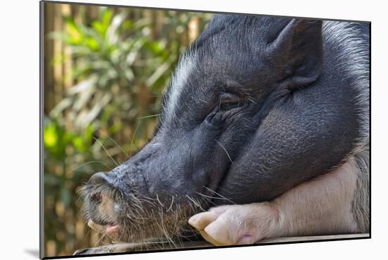 Hog in the Philippines-Keren Su-Mounted Photographic Print