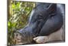 Hog in the Philippines-Keren Su-Mounted Photographic Print