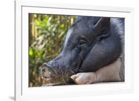 Hog in the Philippines-Keren Su-Framed Photographic Print