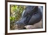 Hog in the Philippines-Keren Su-Framed Photographic Print