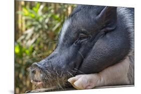 Hog in the Philippines-Keren Su-Mounted Photographic Print
