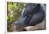 Hog in the Philippines-Keren Su-Framed Photographic Print