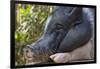 Hog in the Philippines-Keren Su-Framed Photographic Print