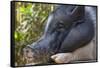 Hog in the Philippines-Keren Su-Framed Stretched Canvas