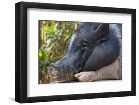 Hog in the Philippines-Keren Su-Framed Photographic Print