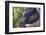 Hog in the Philippines-Keren Su-Framed Photographic Print