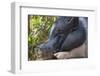 Hog in the Philippines-Keren Su-Framed Photographic Print