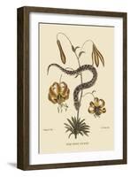 Hog Nosed Snake-Mark Catesby-Framed Art Print