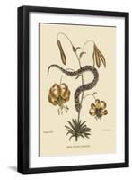 Hog Nosed Snake-Mark Catesby-Framed Art Print