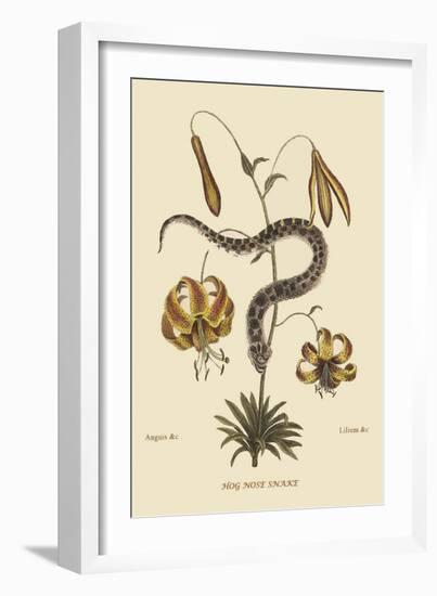 Hog Nosed Snake-Mark Catesby-Framed Art Print