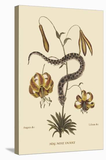 Hog Nosed Snake-Mark Catesby-Stretched Canvas
