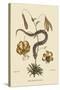 Hog Nosed Snake-Mark Catesby-Stretched Canvas