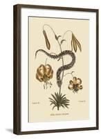 Hog Nosed Snake-Mark Catesby-Framed Art Print