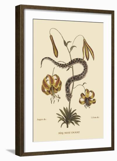 Hog Nosed Snake-Mark Catesby-Framed Art Print