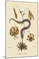Hog Nosed Snake-Mark Catesby-Mounted Art Print