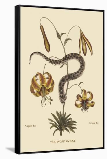 Hog Nosed Snake-Mark Catesby-Framed Stretched Canvas