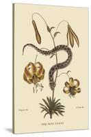 Hog Nosed Snake-Mark Catesby-Stretched Canvas