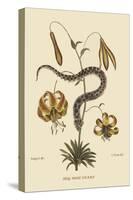 Hog Nosed Snake-Mark Catesby-Stretched Canvas