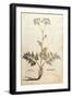 Hog's Fennel - Peucedanum Cervaria (Dauci Tertium Genus) by Leonhart Fuchs from De Historia Stirpiu-null-Framed Giclee Print