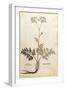 Hog's Fennel - Peucedanum Cervaria (Dauci Tertium Genus) by Leonhart Fuchs from De Historia Stirpiu-null-Framed Giclee Print