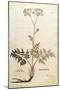 Hog's Fennel - Peucedanum Cervaria (Dauci Tertium Genus) by Leonhart Fuchs from De Historia Stirpiu-null-Mounted Giclee Print