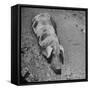 Hog Weighing 200 Lbs. Wallowing in a Mud Pile-Bob Landry-Framed Stretched Canvas